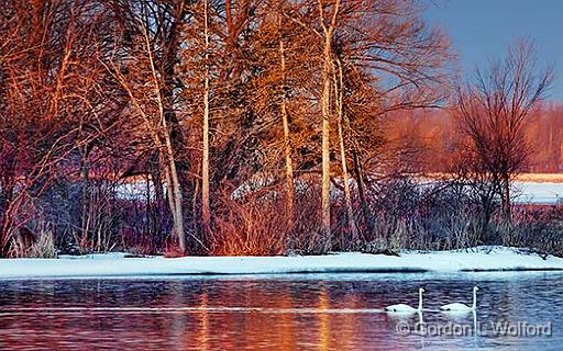 Two Swans Aswimming_28758.jpg - Trumpeter Swans (Cygnus buccinator) photographed at sunrise along the Rideau Canal Waterway in Kilmarnock, Ontario, Canada.